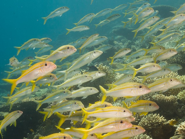 Mulloidichthys Vanicolensis